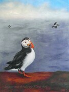 "Puffins and Bergs"